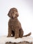 Australian labradoodle portrait