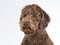 Australian labradoodle portrait