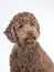 Australian labradoodle portrait