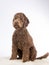 Australian labradoodle portrait