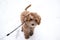 Australian Labradoodle Puppy Apricot colored fur. Winter landscape with deep snow.