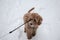 Australian Labradoodle Puppy Apricot colored fur. Winter landscape with deep snow.