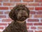 Australian labradoodle puppy dog portrait.