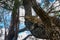 Australian lace monitor or lace goanna Varanus varius, climbing a tree, Queensland rainforest Australia