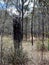Australian Landscape with Dark Black Stump and Termite Mound