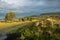 Australian landscape with farm fence