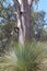 Australian Landscape Series - Xanthorrhoea plants - Balga Grass Plants