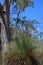 Australian Landscape Series - Xanthorrhoea plants - Balga Grass Plants