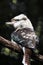 Australian Laughing Kookaburra Bird Perched on a Tree Branch