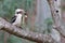 Australian laughing kookaburra with goliath stick insect