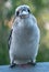 An Australian laughing kookaburra with a treat