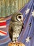 Australian Lesser Sooty Owl Perched at Wildlife Reserve