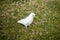 An Australian Little Corella standing on grass