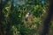 Australian Little Cuckoo Shrike Bird perching in a tree