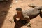 Australian lizard