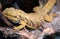 Australian Lizard called Pogona or bearded dragon for the partic