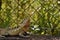 The Australian lizard eastern water dragon Physignathus lesueurii on fence of Noosa National Park, Sunshine Coast