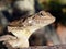 Australian lizard The Frilled Neck Lizard