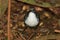 Australian Logrunner in Queensland