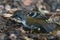 Australian Logrunner in Queensland