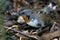 Australian Logrunner in Queensland