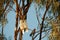 Australian Long-billed Corella Birds perched on a Gum tree