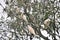 Australian Long Billed Corella Birds perched on a Gum tree