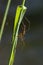 An Australian Long Jawed Spider Tetragnatha