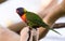 Australian Lorikeet-1