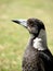 Australian Magpie