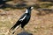 Australian Magpie