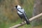 Australian magpie