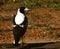 Australian Magpie