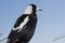 Australian Magpie