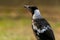 Australian Magpie avian perched on a tree branch in a lush meadow