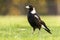 Australian Magpie bird in grass wild