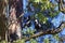 Australian Magpie birds in tree by blurred green and blue background