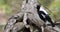 Australian Magpie, Cracticus tibicen, on branch 4K