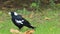 Australian Magpie, Cracticus tibicen, close view on ground