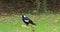 Australian Magpie, Cracticus tibicen, on ground 4K