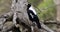 Australian Magpie, Cracticus tibicen, perched 4K