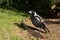 Australian magpie in the grass.