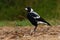 Australian Magpie - Gymnorhina tibicen in Australia, New Zealand, medium-sized black and white passerine bird native to Australia