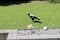 Australian magpie (Gymnorhina tibicen) feeding in a house garden : (pix Sanjiv Shukla)
