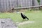 Australian magpie (Gymnorhina tibicen) feeding in a house garden : (pix Sanjiv Shukla)