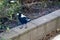 Australian magpie (Gymnorhina tibicen) looking for food in a house : (pix SShukla)