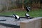 Australian magpie (Gymnorhina tibicen) looking for food in a house : (pix SShukla)