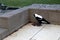 Australian magpie (Gymnorhina tibicen) looking for food in a house : (pix SShukla)
