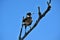 Australian Magpie Gymnorhina tibicen in Noosa National Park