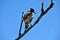 Australian Magpie Gymnorhina tibicen in Noosa National Park